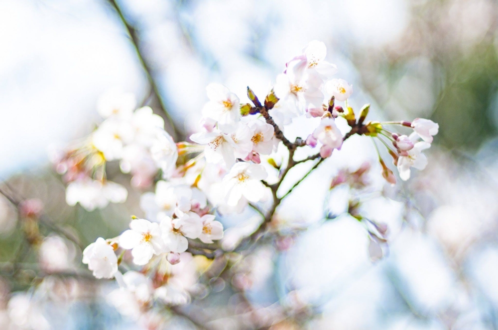 八重洲櫻花通的櫻花品種是日本較常見的染井吉野櫻～