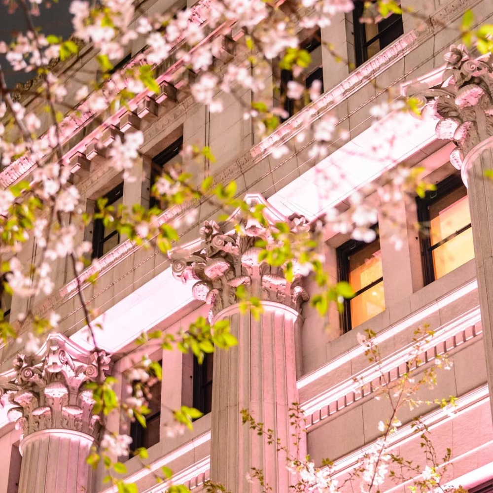 入夜後，櫻花在溫暖的粉色燈光映照下，營造出更神秘夢幻的氛圍。