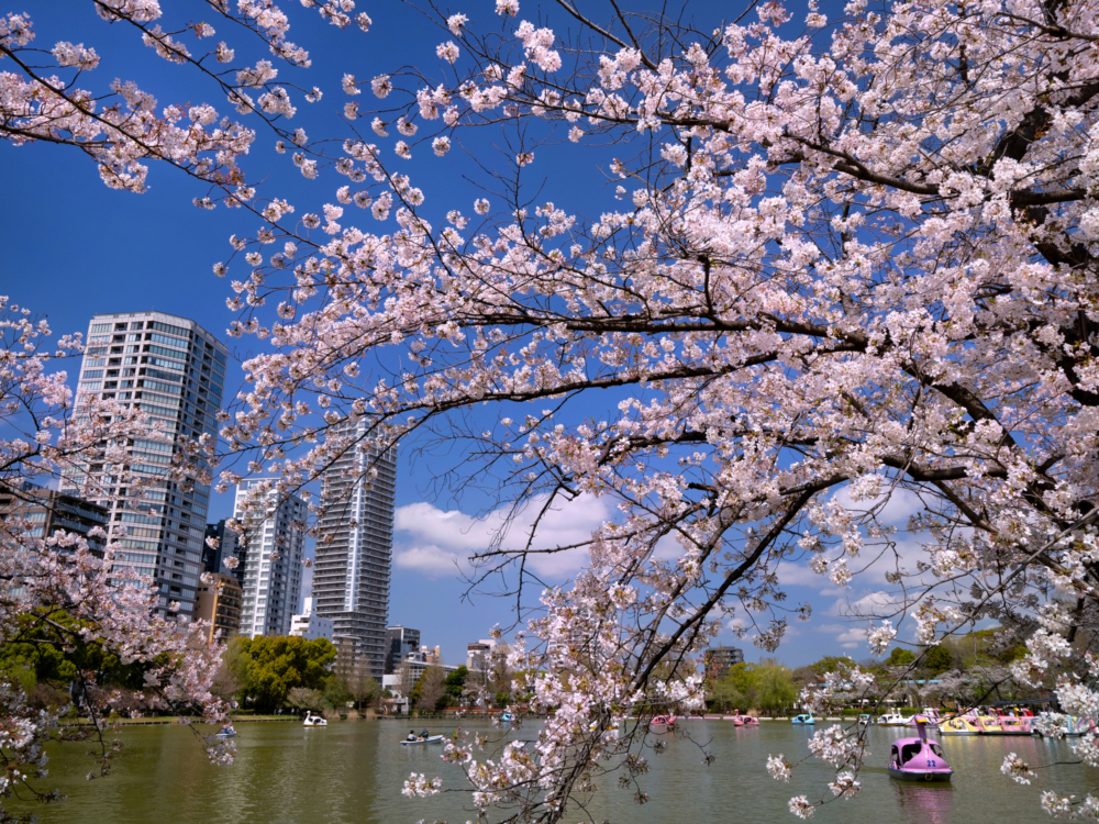  每年春季，上野公園是日本東京必去的賞櫻景點之一。