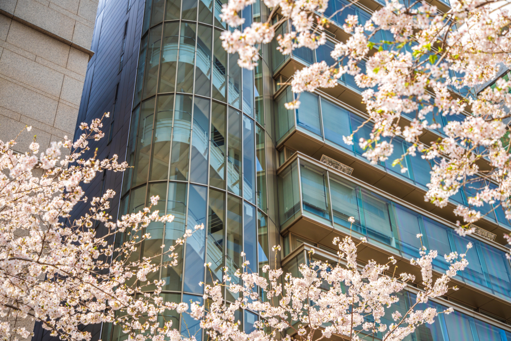 日本橋是東京著名賞櫻景點之一。
