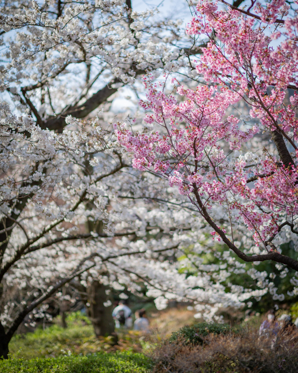 六本木櫻花預計於4月初進入最佳觀賞期。