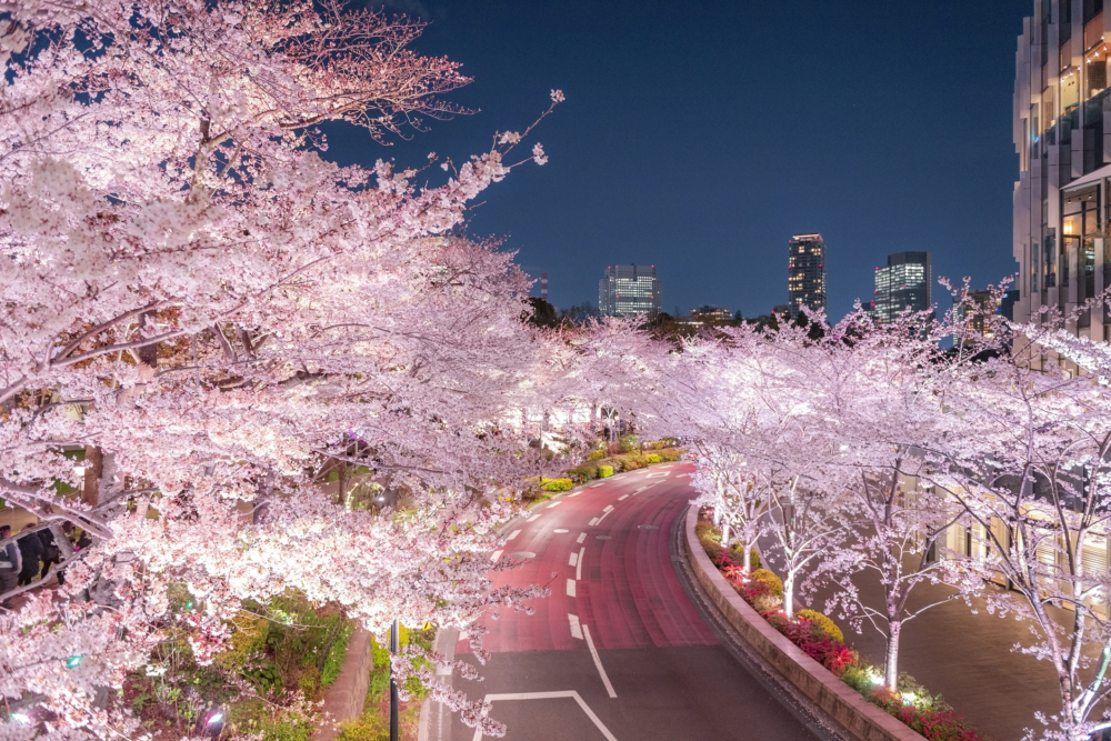 六本木不但是東京人氣繁華地區，每年春天更會變身迷人的賞櫻景點！