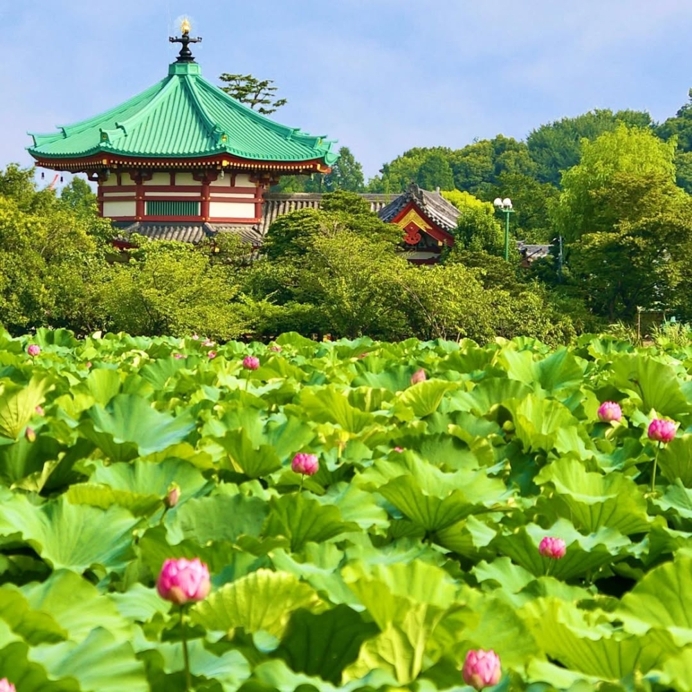 可飽覽一望無際蓮花絕景～