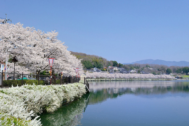 每年3月下旬至4月中旬是上野公園的櫻花花期。