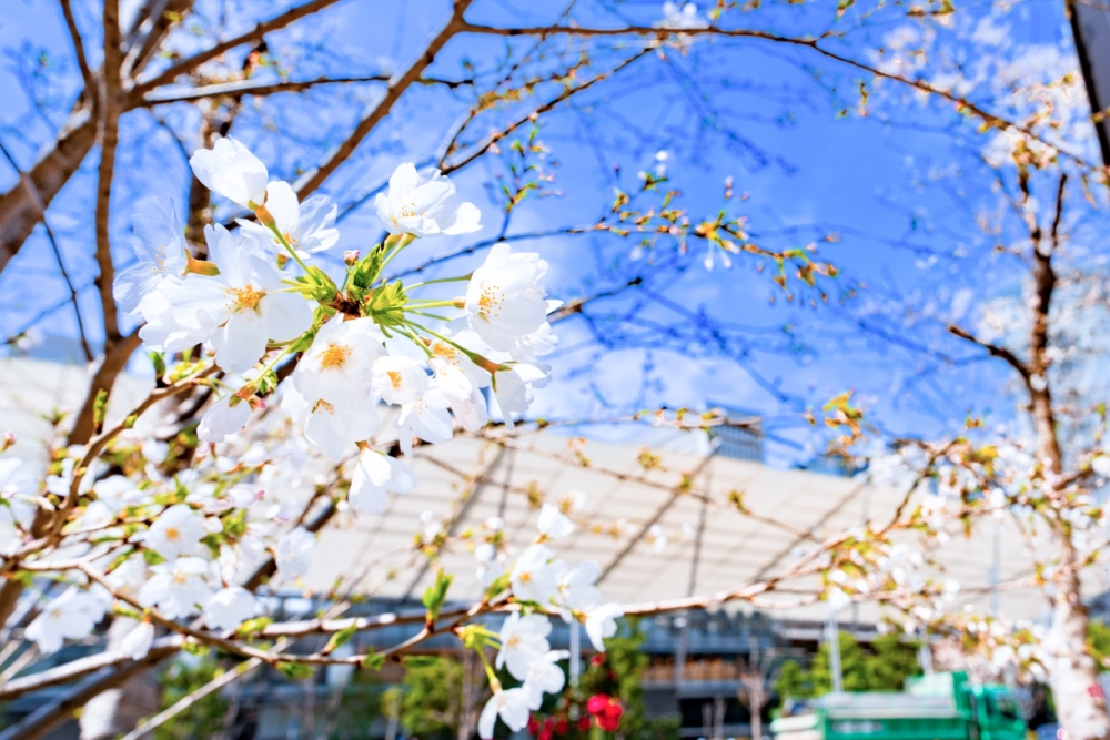 每年春天，東京車站旁的八重洲櫻花通就會變成一條超夢幻的粉色櫻花街道。