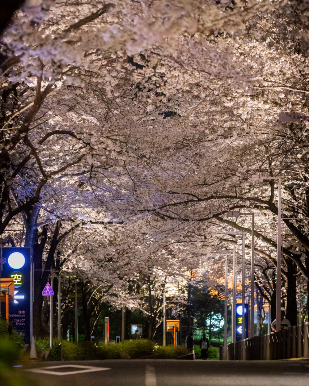 漫步在櫻花大道，觀賞兩側綻放的染井吉野櫻，與周邊現代化的建築群形成鮮明對比。