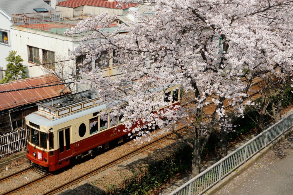 前往飛鳥山公園，推薦一定要乘搭路面電車「都電荒川線」，體驗充滿復古感的單節列車！