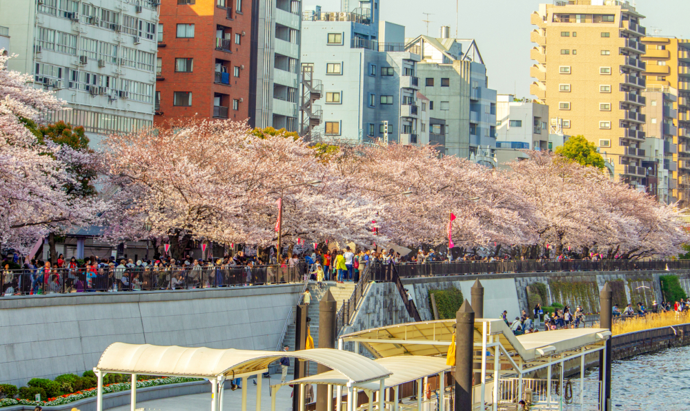 乘搭隅田川遊船，可將河岸櫻花及晴空塔一次拍進畫面，感受不一樣的賞櫻方式～