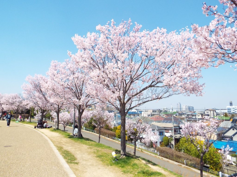 狹山池公園是當地居民的賞櫻之地!