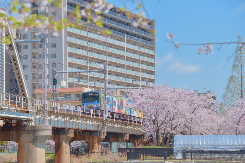火車經過櫻花樹時的超夢幻景象絕對是鐵道迷的最愛!