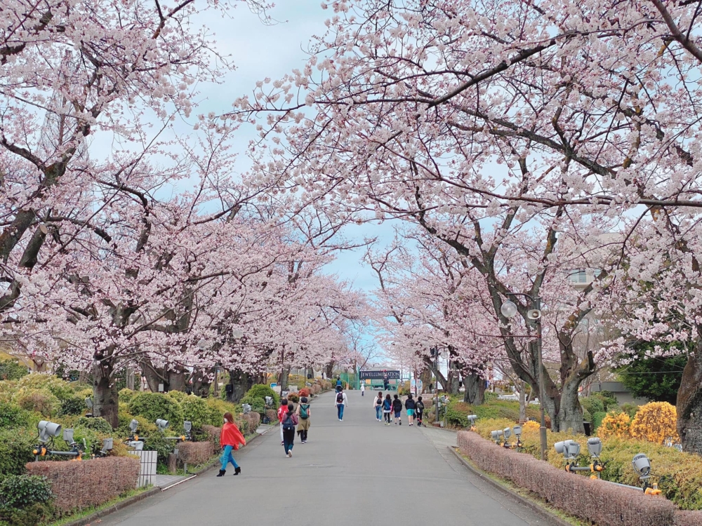 全長180米的櫻花道「櫻木並木」！
