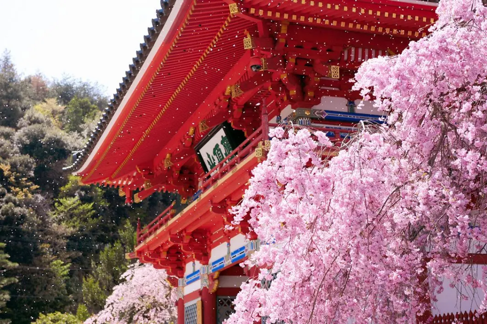 勝尾寺的櫻花相對其他地區的櫻花更加晚開,錯過的朋友不妨考慮這裡哦~