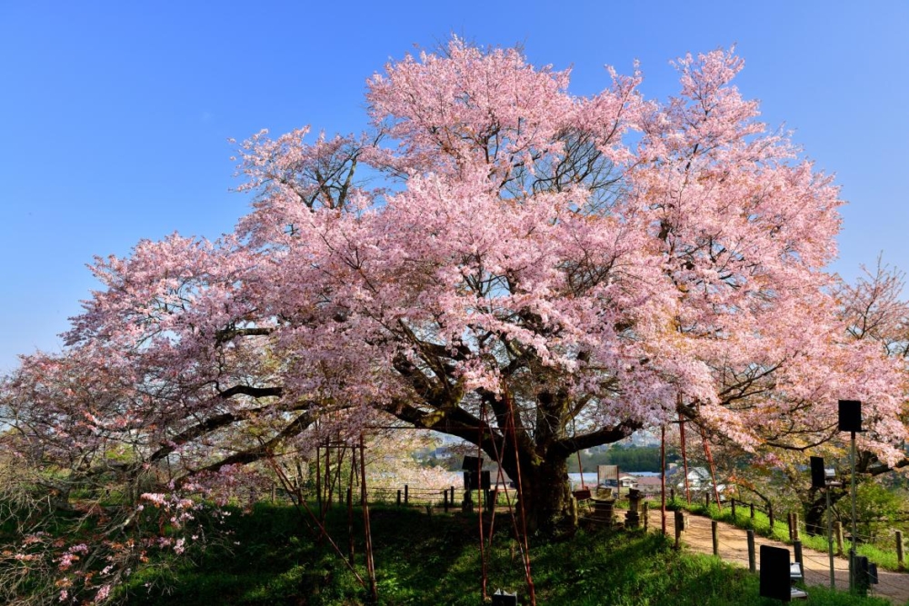這棵山櫻花樹歷經百年風霜,樹齡約110年,樹幹圓周達4.3公尺,高達18公尺,氣勢非凡,並受當地細心保護。