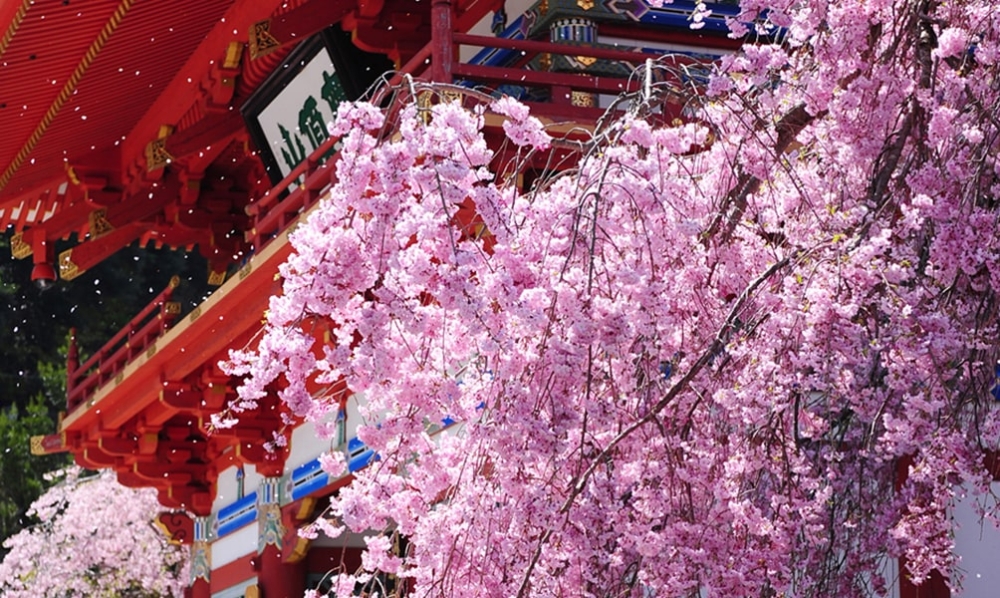 紅門映襯粉色櫻花雨，夢幻場景超靚！