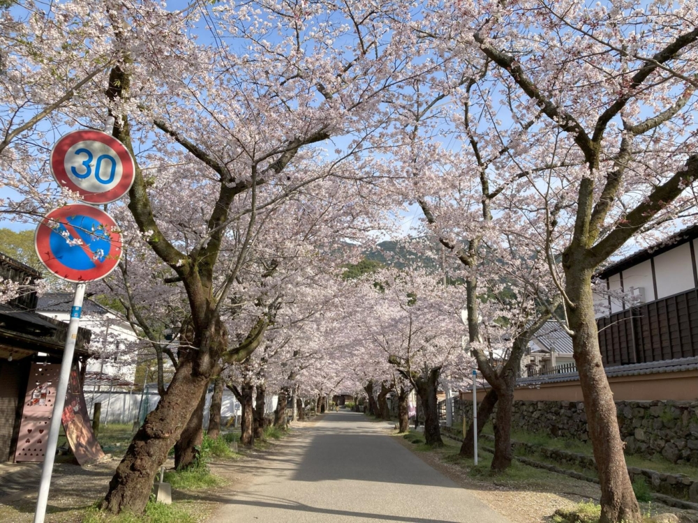 想在秋月城跡賞櫻,就一定要去「秋月杉馬場街」走一走!