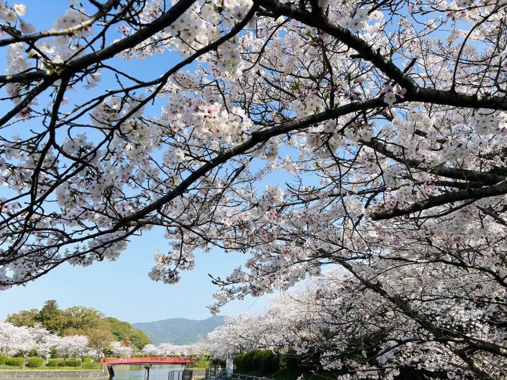 每年春天,甘木公園便會成為賞櫻熱點。