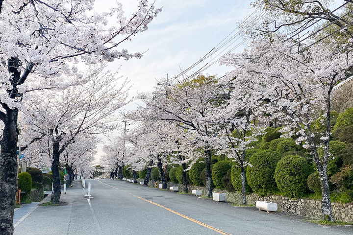 公園內種植超過萬株櫻花,盛開時相當壯觀!