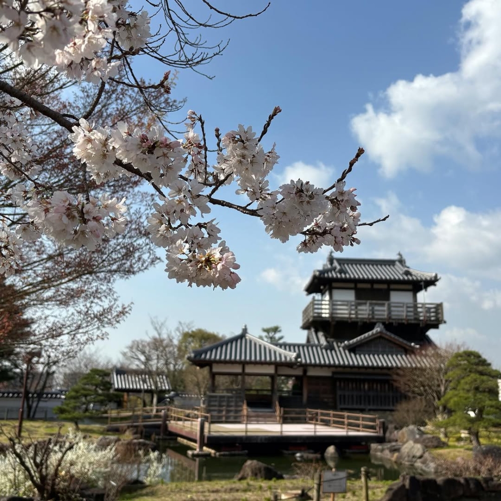 池田城跡公園可以說是大阪的隱世賞櫻地之一!