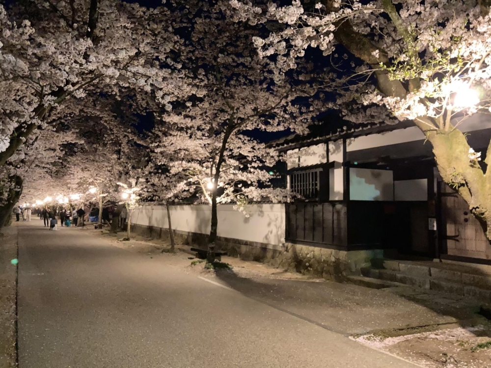 想要欣賞夢幻的夜櫻美景,杉野馬場街也不會讓你失望!