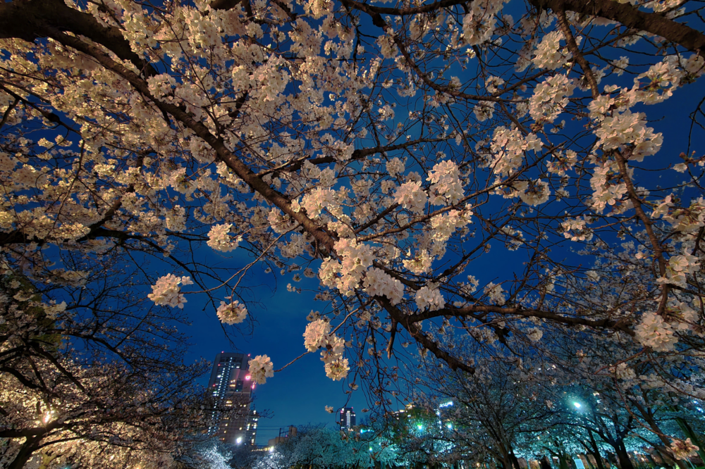 燈光打在櫻花上反而是另一種風景!