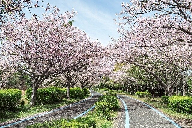 自行車路線上的櫻花隧道更是亮點,騎行其中,感受浪漫與春日氣息並存的賞櫻之旅。