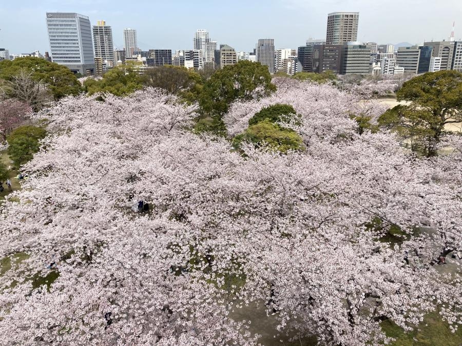 舞鶴公園種有大量櫻花樹,是福岡著名的賞櫻熱點。