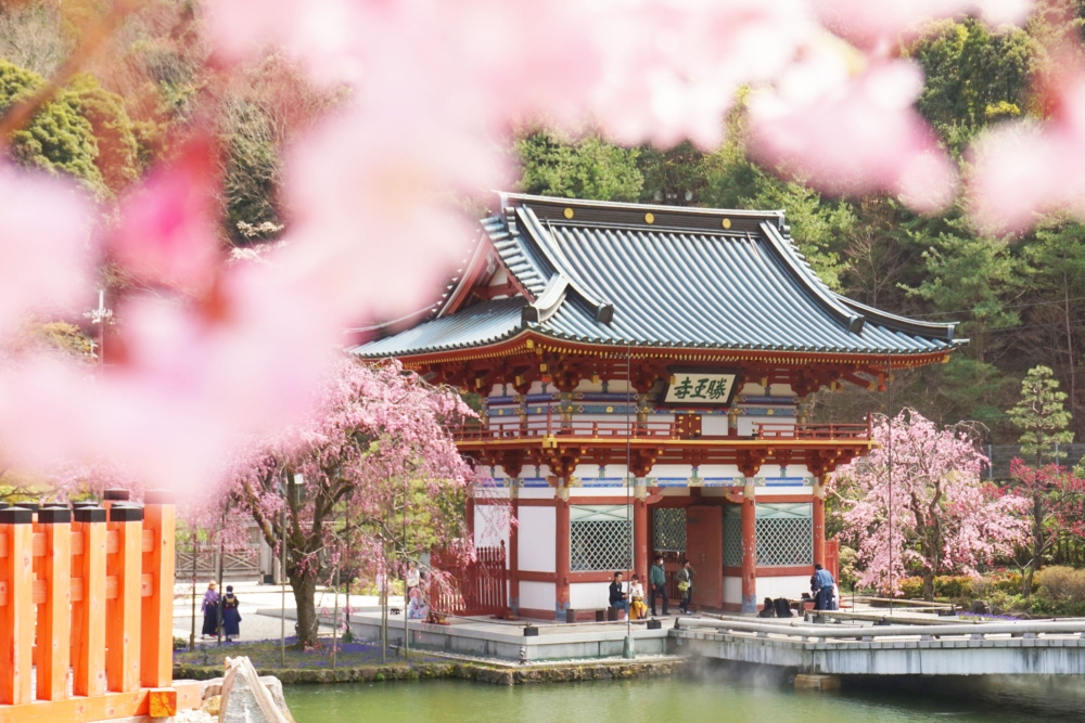 櫻花下的勝尾寺，日系感爆棚！