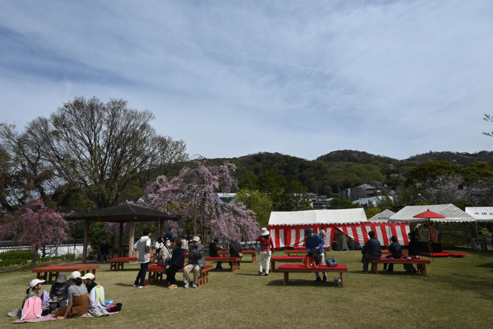 每年4月上旬五月山公園將會舉辦櫻花節