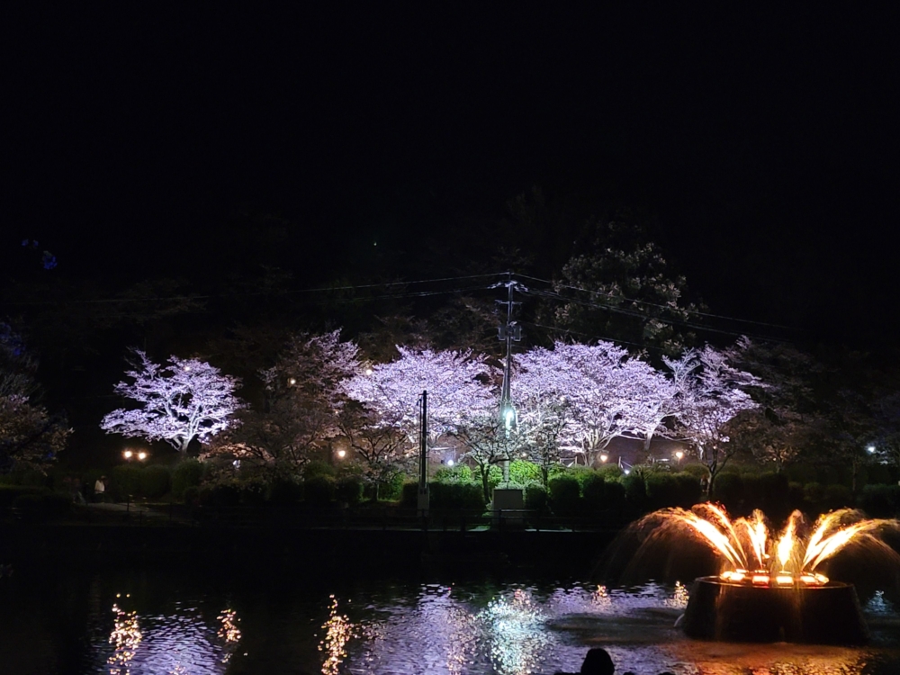 每年春季,甘木公園的櫻花盛開時,園內會舉行特別的點燈與噴泉活動,為賞花增添浪漫氛圍。