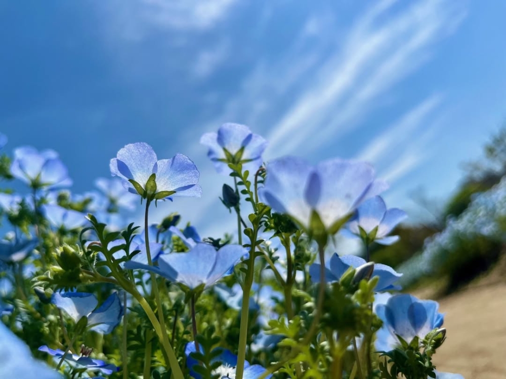 長居植物園的春季限定—粉蝶花！