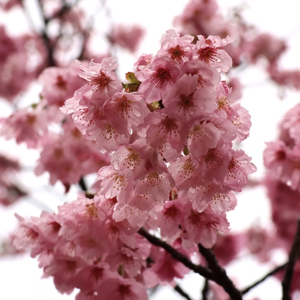 層層疊疊的櫻花花瓣與細緻優雅的姿態