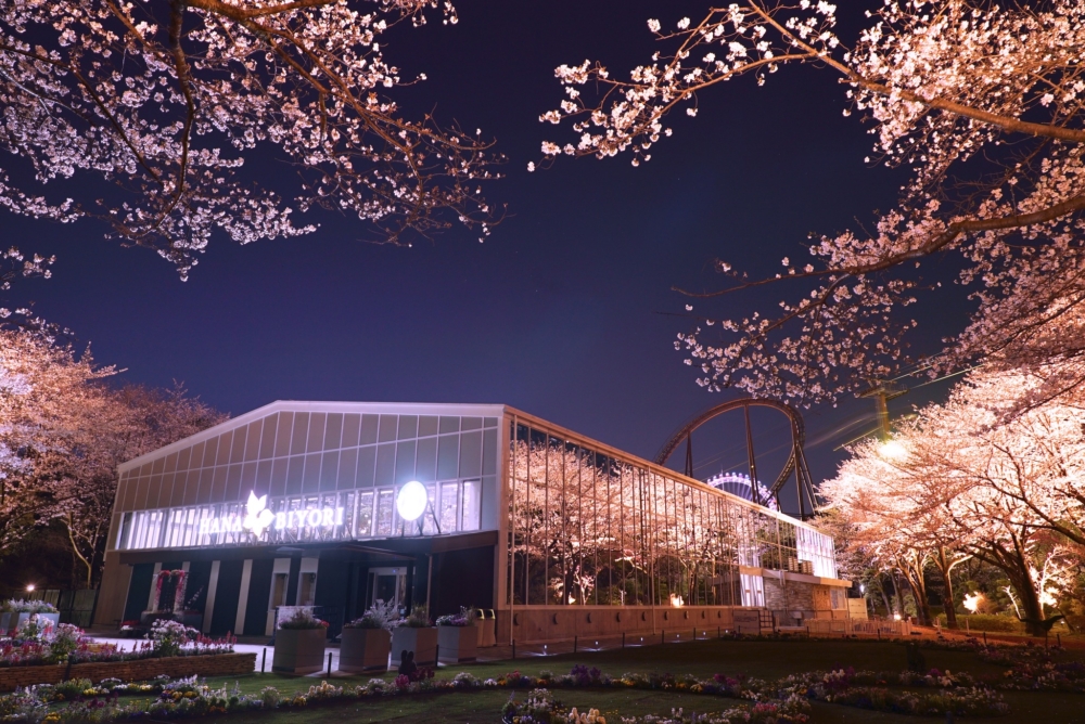 夜間倒影在玻璃建築的粉色夜櫻，意境十足！