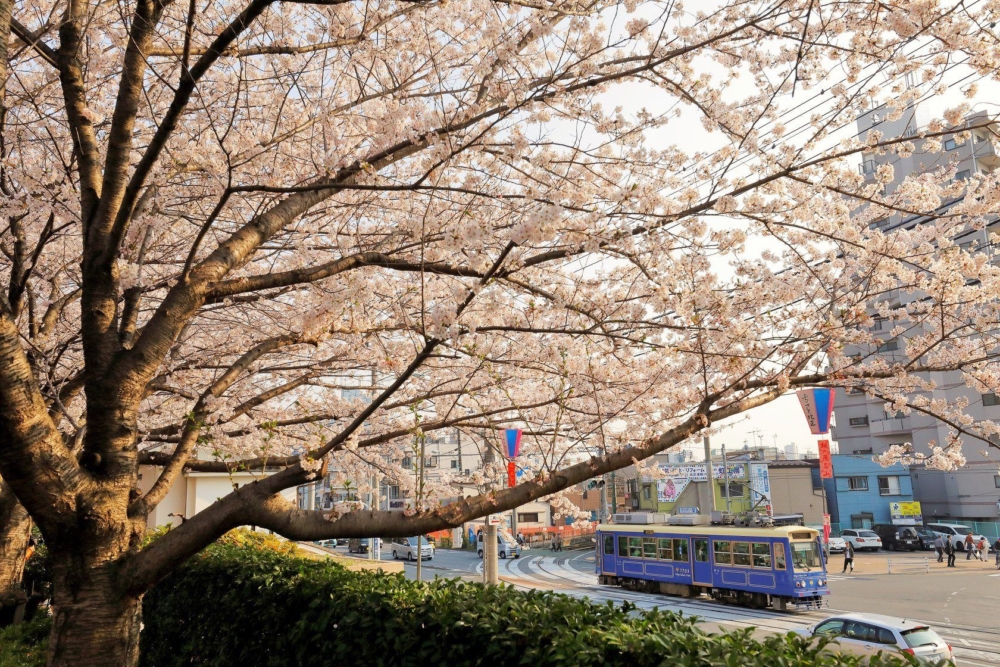 在飛鳥山公園賞櫻最大亮點之一，就是可以拍到櫻花與復古路面電車同框的獨特景色～