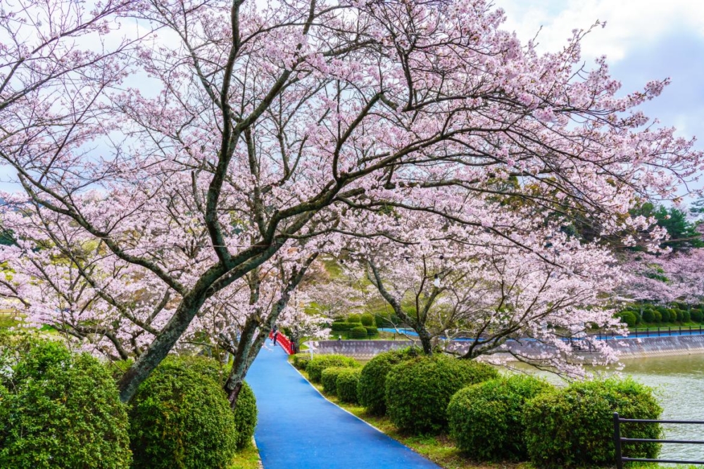 每逢春季,約4,000株染井吉野櫻盛放,環繞公園中央的葫蘆形池塘,櫻花倒映水面,景色唯美動人。