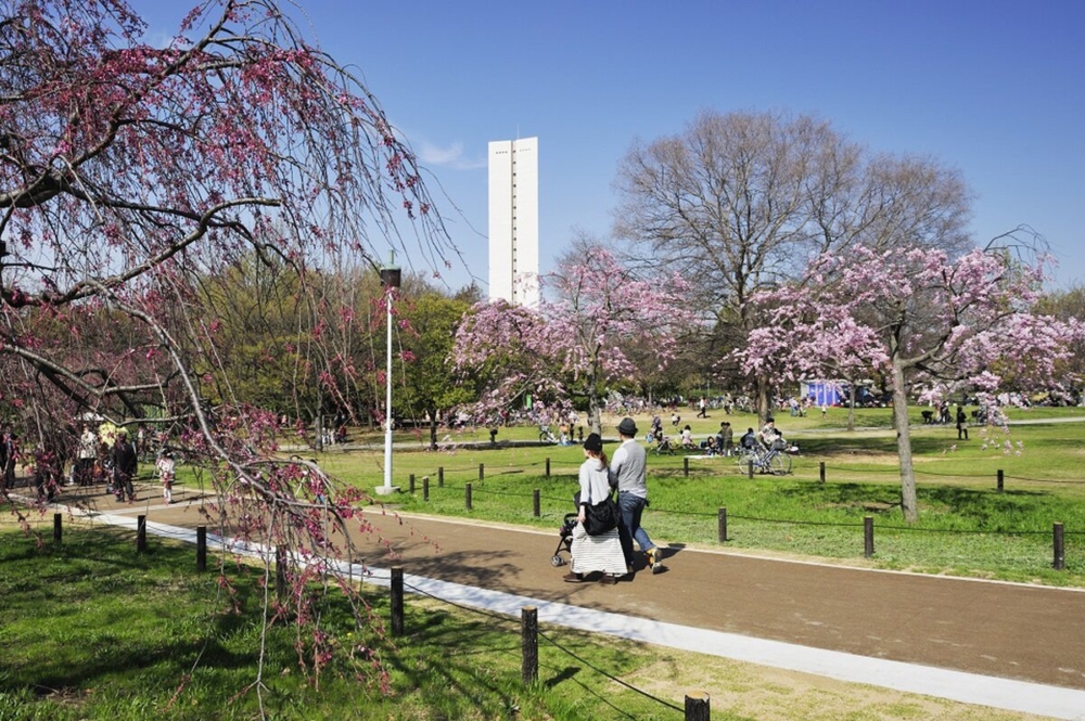 歷史公園在櫻花的映襯下變得更具價值!