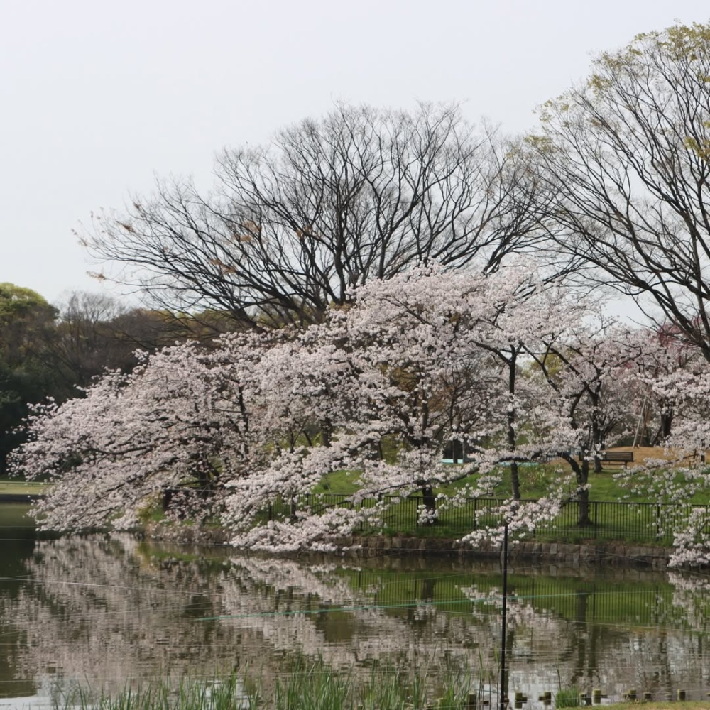 長居公園內有 800棵櫻花樹,而且還可以野餐!