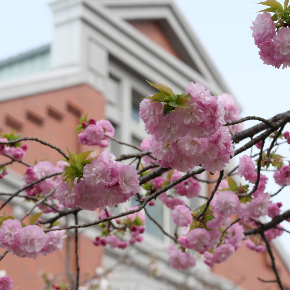 造幣局每年櫻花季都會開放參觀