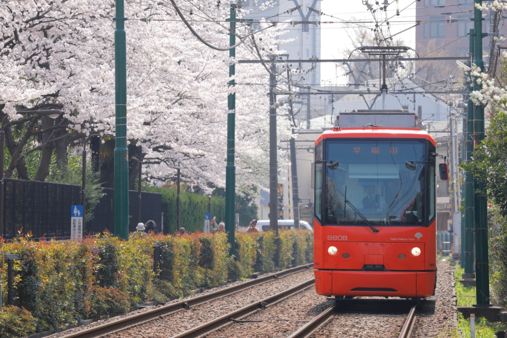 都電荒川線於2017年被官方命名為「東京櫻花路面電車」，進入櫻花季，乘搭都電荒川線更可觀賞到沿線的一些櫻花景點。