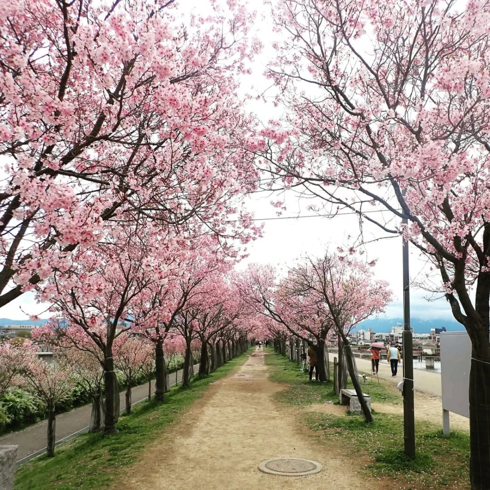 櫻花步道粉嫩爆滿,走進這條路彷彿穿越櫻花隧道,浪漫度100%。