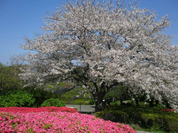 想要到能古島海島公園賞櫻,那就要做好功課啦!