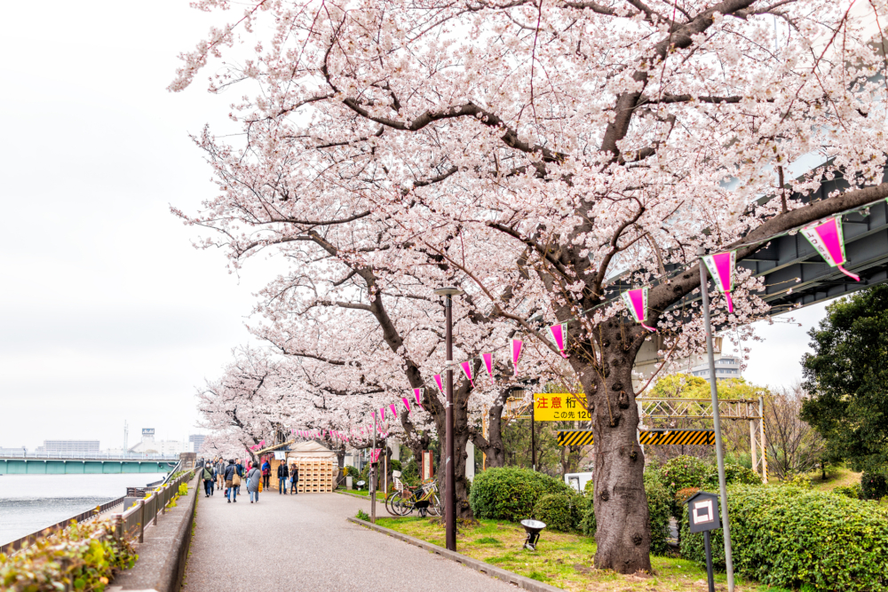 沿著隅田川兩岸的步道，有長達1公里的櫻花樹，形成一條粉色隧道。