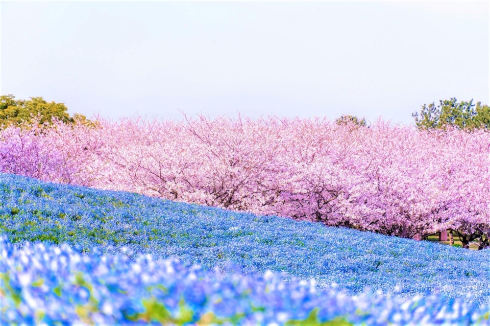 福岡的海之中道海濱公園是賞花迷的天堂,一年四季都能沉浸在繽紛花海中!