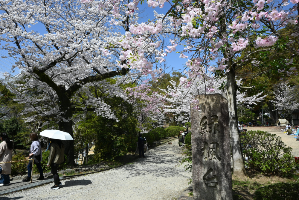 五月山公園內的櫻花隧道盛開時景觀超夢幻!