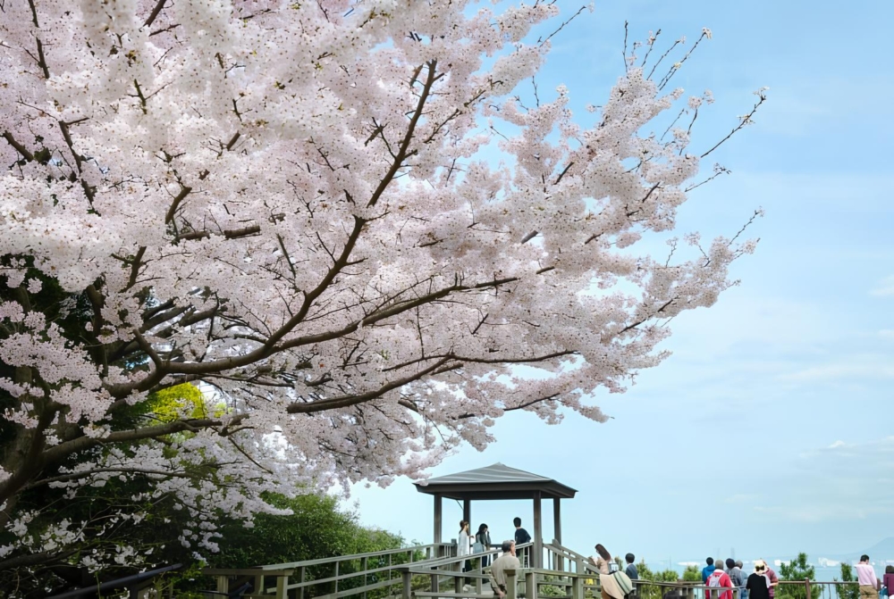西公園是福岡縣唯一被選為「日本著名賞櫻景點100選」之一,每逢春季,約1300株櫻花沿著斜坡競相綻放,成為福岡知名賞櫻熱點。