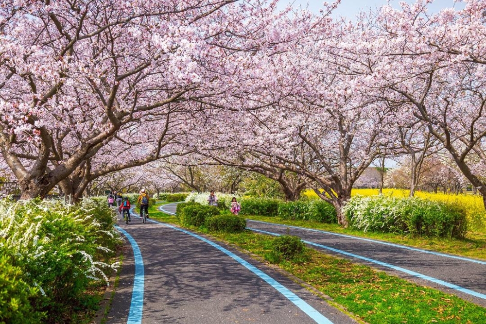 海之中道海濱公園是一個賞櫻的理想地點!