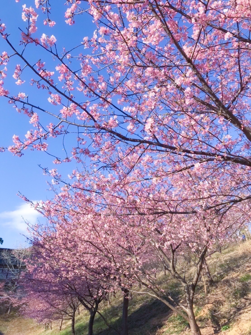 宮地嶽神社是福岡著名的賞櫻名勝,每年吸引多名遊客前來欣賞櫻花美景。