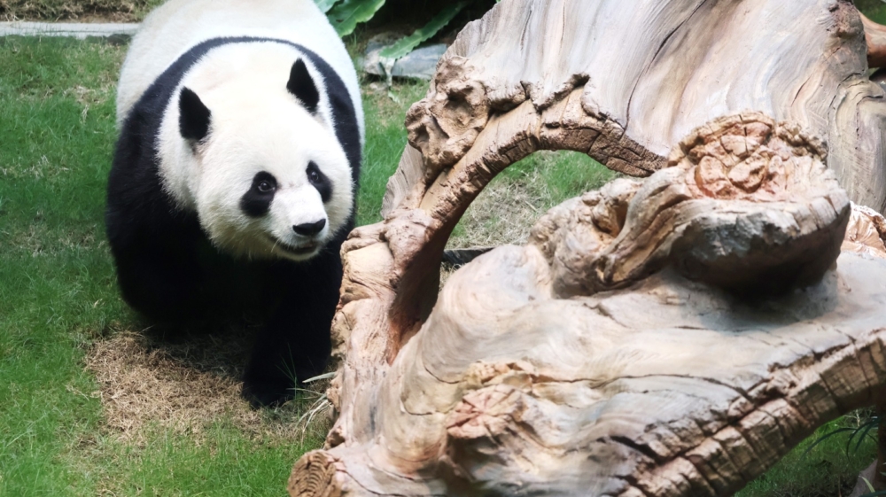 海洋公園大熊貓可可