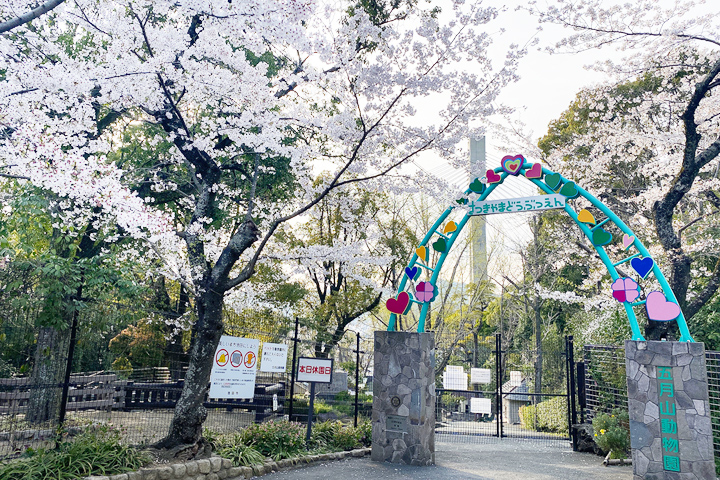 超過萬株櫻花在五月山公園