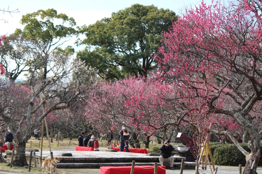 每年二月中旬舉行的福岡城梅花季,所以如果沒辦法趕上櫻花季,不妨考慮去參觀有著堅韌高雅的梅花景象。