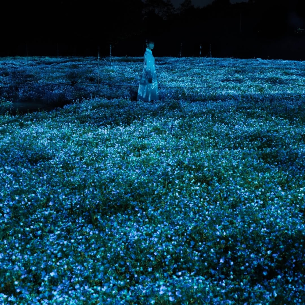 與Team Lab合作展現出超夢幻粉蝶花海！